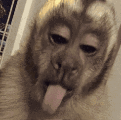 Monkey Meme