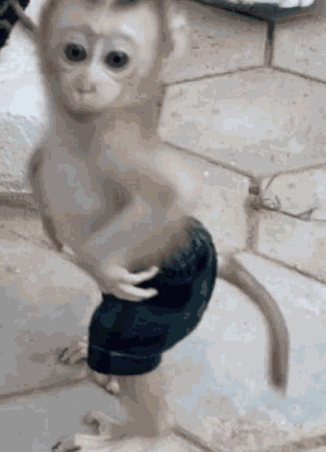 Monkey Meme