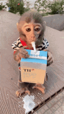 Monkey Milk GIF