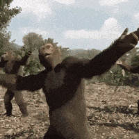 Monkey Monkey Dance GIF
