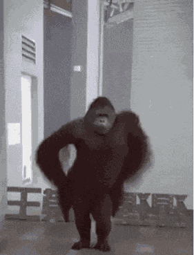 Monkey Monkey Dancing GIF