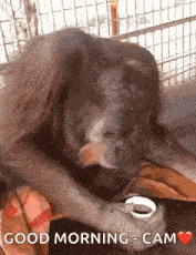 Monkey Monkey Eating GIF