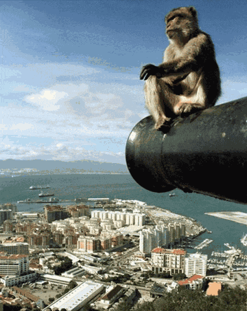 Monkey Monkey Hug Meme