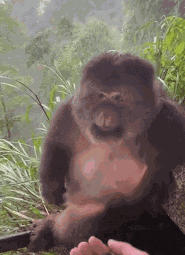 Monkey Monkey Nails GIF