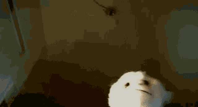 Monkey Monkey Okysg GIF
