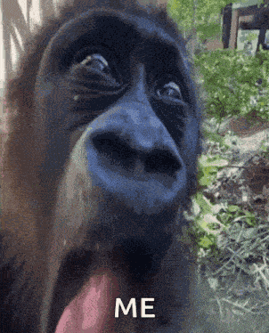 Monkey Monkey Omg GIF