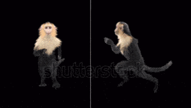 Monkey Monkey Running GIF