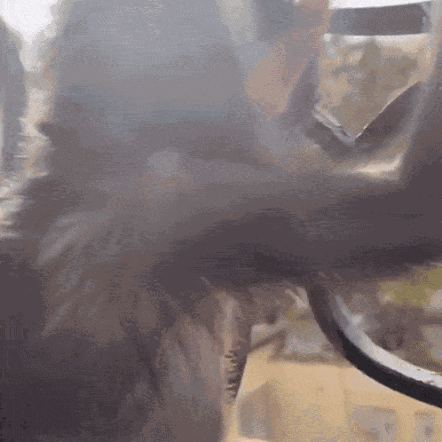 Monkey Monkey Screaming GIF