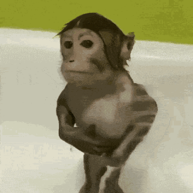 Monkey Monkey Shower GIF