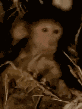 Monkey Monkey Try Not To Laugh GIF