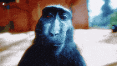 Monkey Monkeyy GIF