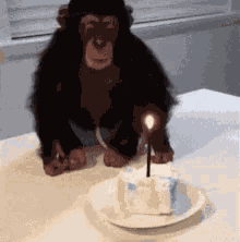 Monkey GIF
