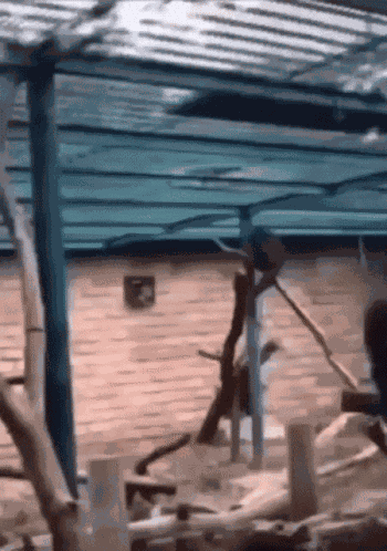 Monkey Pocket Sand GIF