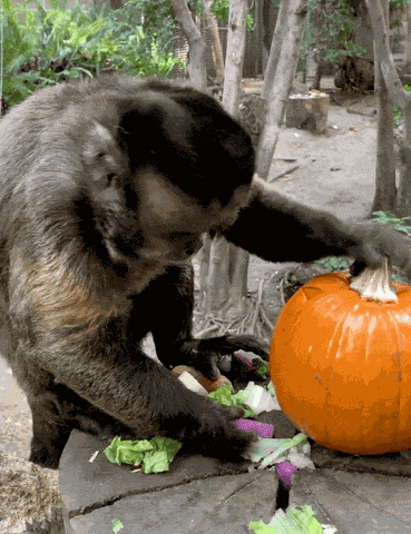 Monkey Pumpkin GIF