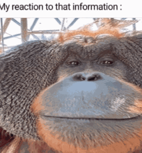 Monkey Reaction Meme