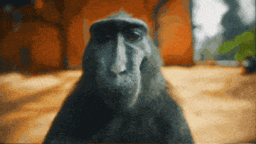 Monkey Rizz GIF