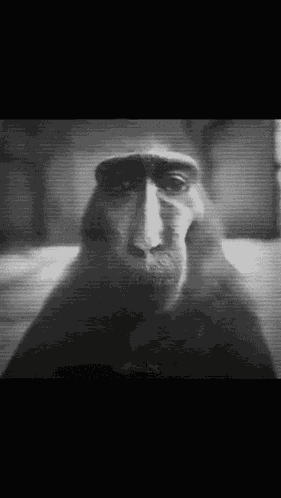 Monkey Rizz Handsome GIF