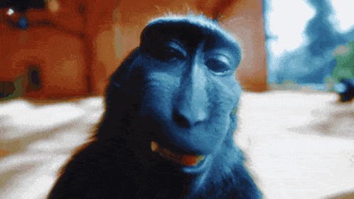 Monkey Rizz GIF