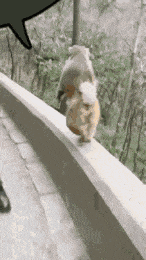 Monkey Run Monkey Running GIF