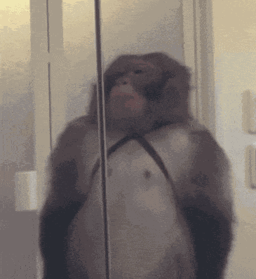 Monkey Salute GIF