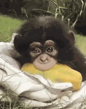 Monkey Scimmia GIF
