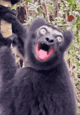 Monkey Screaming GIF