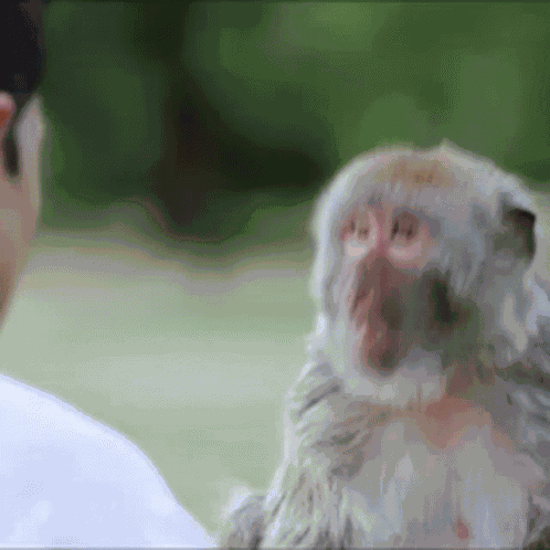 Monkey Slap GIF