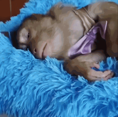 Monkey Sleep Kumar GIF