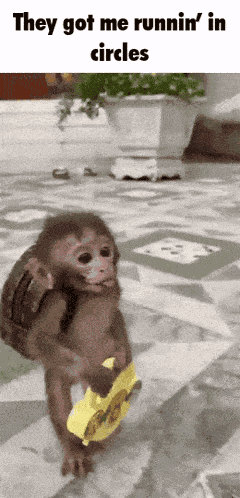 Monkey Small Monkey GIF