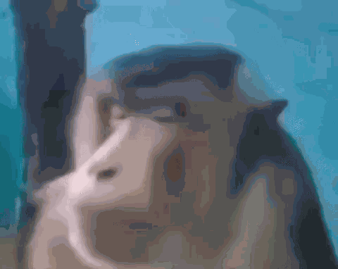 Monkey Staring Baboon Staring GIF