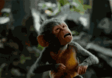 Monkey Sticking Tongue Out GIF