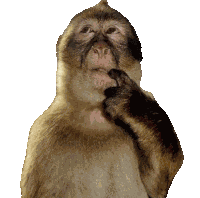 Monkey Thinking Meme Monkey Thinking Sticker Sticker