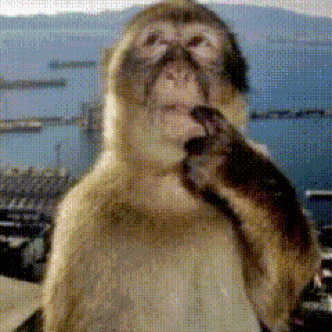 Monkey Thinking Money GIF