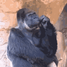 Monkey Thinking GIF