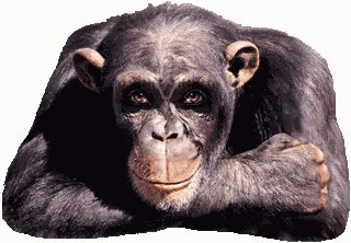 Monkey Wink GIF