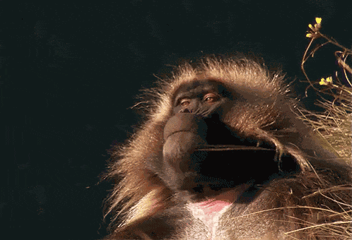 Monkey Wise GIF
