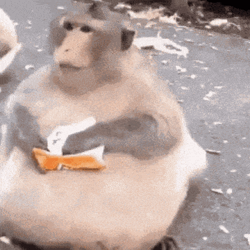 Monkey Xingxing GIF