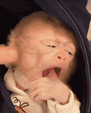 Monkey Yawn GIF