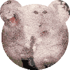 Monyet Monkey Sticker