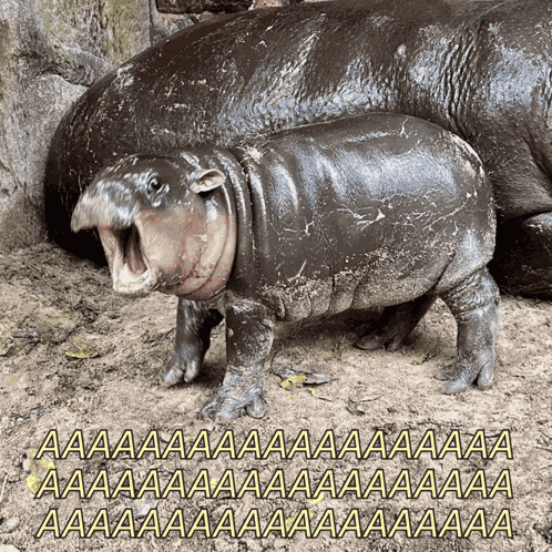 Moo Deng Moo Deng Screaming GIF