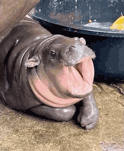 Moo Deng Slice GIF