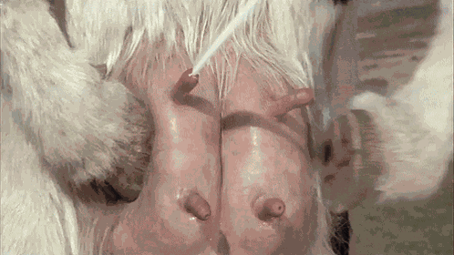 Moo Nieu Cow GIF