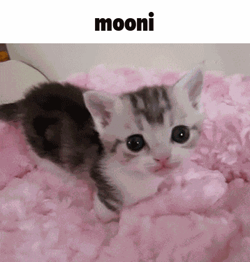 Mooni Kitty GIF