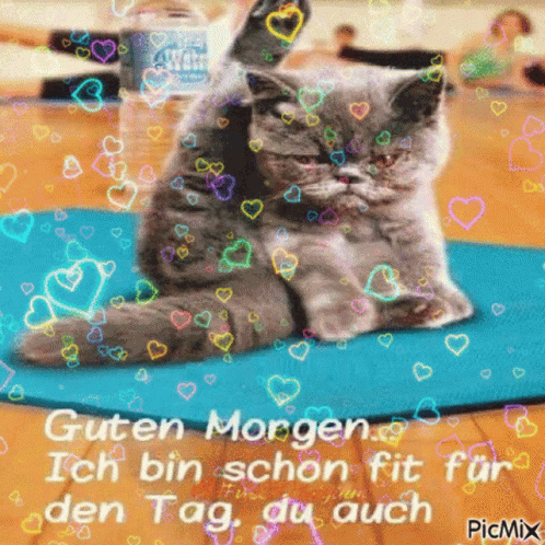Morgend Vec50 GIF
