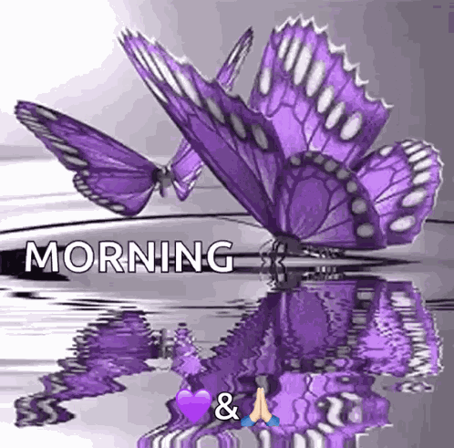 Morning Butterflies GIF