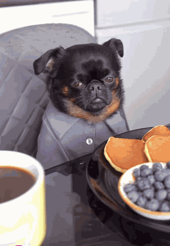 Morning Coffee Dog Upset Tired Miserable Pancakes Breakfast Morning GIF