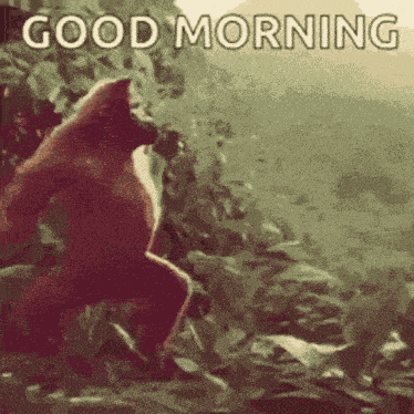 Morning GIF