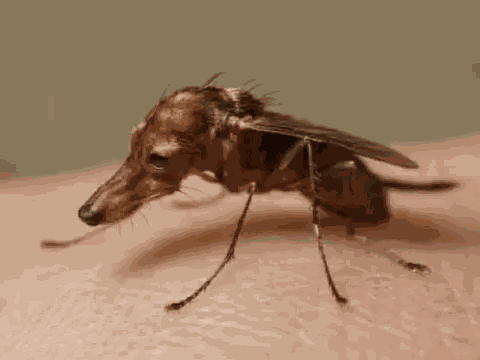 Mosquichorro Mosquito GIF