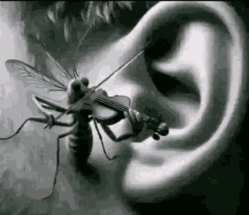 Mosquito Violin GIF