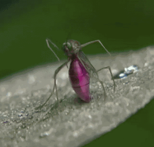 Mosquito Whip Nae Nae GIF